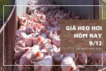 Giá heo hơi hôm nay 9/12: Điều chỉnh không đồng nhất