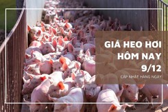 Giá heo hơi hôm nay 9/12: Điều chỉnh không đồng nhất