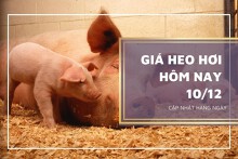Giá heo hơi hôm nay 10/12: Thị trường tiếp tục giảm vào tuần tới?