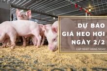Dự báo giá heo hơi ngày 2/2: Tiếp tục biến động không đồng nhất?