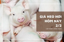 Giá heo hơi hôm nay 2/2: Điều chỉnh trái chiều ở một vài địa phương