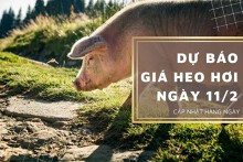 Dự báo giá heo hơi ngày 11/2: Thị trường tiếp tục có sự điều chỉnh mới?