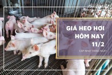 Giá heo hơi hôm nay 11/2: Biến động trái chiều tại nhiều địa phương