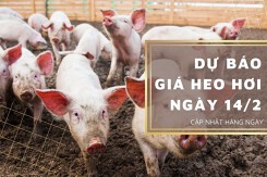 Dự báo giá heo hơi ngày 14/2: Tiếp tục đi ngang trên diện rộng?