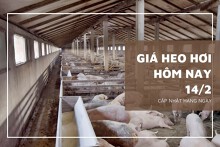 Giá heo hơi hôm nay 14/2: Ghi nhận giảm cao nhất 2.000 đồng/kg