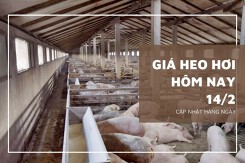 Giá heo hơi hôm nay 14/2: Ghi nhận giảm cao nhất 2.000 đồng/kg