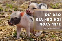 Dự báo giá heo hơi ngày 15/2: Thị trường duy trì xu hướng giảm?