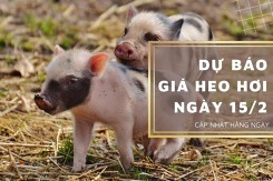 Dự báo giá heo hơi ngày 15/2: Thị trường duy trì xu hướng giảm?