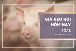 Giá heo hơi hôm nay 15/2: Ghi nhận giảm tại nhiều địa phương