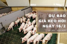 Dự báo giá heo hơi ngày 16/2: Duy trì giảm tại nhiều địa phương?