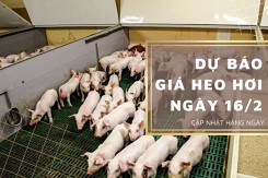 Dự báo giá heo hơi ngày 16/2: Duy trì giảm tại nhiều địa phương?