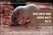 Giá heo hơi hôm nay 16/2: Giảm cao nhất 2.000 đồng/kg