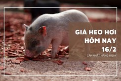 Giá heo hơi hôm nay 16/2: Giảm cao nhất 2.000 đồng/kg