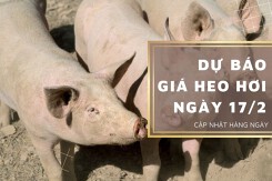 Dự báo giá heo hơi ngày 17/2: Các địa phương duy trì đà giảm?