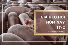 Giá heo hơi hôm nay 17/2: Thị trường lặng sóng