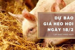Dự báo giá heo hơi ngày 18/2: Nhiều địa phương điều chỉnh giảm?