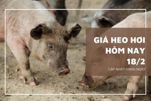 Giá heo hơi hôm nay 18/2: Ổn định, mức giao dịch thấp nhất 49.000 đồng/kg