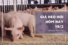 Giá heo hơi hôm nay 19/2: Tiếp tục giảm trong tuần tới?