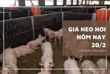 Giá heo hơi hôm nay 20/2: Dao động từ 49.000 đồng/kg đến 53.000 đồng/kg