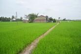 Tiền Giang chuyển đổi gần 4.900 ha đất trồng lúa kém hiệu quả