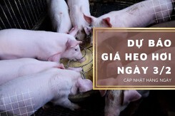 Dự báo giá heo hơi ngày 3/2: Nhiều địa phương tiếp tục điều chỉnh trái chiều?