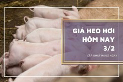 Giá heo hơi hôm nay 3/2: Biến động trái chiều từ 1.000 đồng/kg đến 2.000 đồng/kg