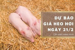 Dự báo giá heo hơi ngày 21/2: Tiếp tục đứng yên trên diện rộng?