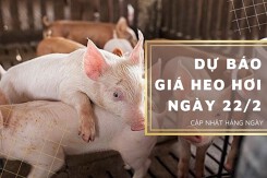 Dự báo giá heo hơi ngày 22/2: Nhiều địa phương duy trì xu hướng giảm?