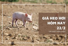 Giá heo hơi hôm nay 22/2: Đồng loạt đứng yên, mức giao dịch cao nhất 53.000 đồng/kg