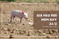 Giá heo hơi hôm nay 22/2: Đồng loạt đứng yên, mức giao dịch cao nhất 53.000 đồng/kg