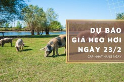 Dự báo giá heo hơi ngày 23/2: Thị trường sẽ giảm trở lại?