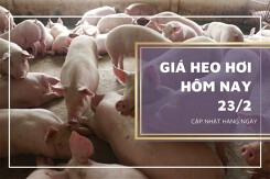 Giá heo hơi hôm nay 23/2: Biến động trái chiều từ 1.000 đồng/kg đến 2.000 đồng/kg