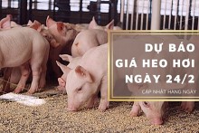 Dự báo giá heo hơi ngày 24/2: Xu hướng giảm tiếp tục kéo dài?