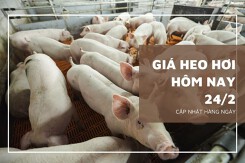 Giá heo hơi hôm nay 24/2: Tiếp đà giảm thêm từ 1.000 đồng/kg đến 2.000 đồng/kg