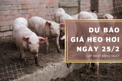 Dự báo giá heo hơi ngày 25/2: Xu hướng giảm vẫn tiếp tục tại nhiều địa phương?