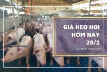 Giá heo hơi hôm nay 25/2: Tiếp tục giảm ở một số địa phương