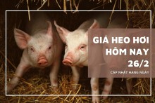 Giá heo hơi hôm nay 26/2: Thị trường sẽ tiếp tục tăng giảm không đồng nhất?