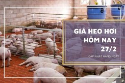 Giá heo hơi hôm nay 27/2: Dao động từ 48.000 đồng/kg đến 53.000 đồng/kg