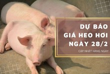 Dự báo giá heo hơi ngày 28/2: Thị trường quay lại xu hướng giảm?