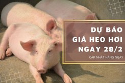 Dự báo giá heo hơi ngày 28/2: Thị trường quay lại xu hướng giảm?