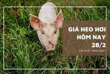 Giá heo hơi hôm nay 28/2: Tiếp đà giảm tại nhiều địa phương