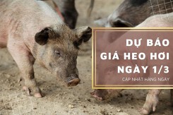 Dự báo giá heo hơi ngày 1/3: Xu hướng giảm vẫn kéo dài trên cả nước?