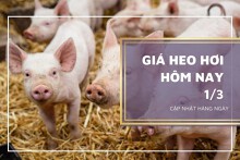 Giá heo hơi hôm nay 1/3: Giảm từ 1.000 đồng/kg đến 2.000 đồng/kg