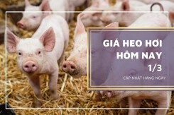 Giá heo hơi hôm nay 1/3: Giảm từ 1.000 đồng/kg đến 2.000 đồng/kg