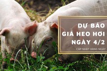 Dự báo giá heo hơi ngày 4/2: Được điều chỉnh trái chiều tại nhiều tỉnh, thành?
