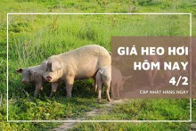Giá heo hơi hôm nay 4/2: Từ 51.000 đồng/kg đến 54.000 đồng/kg