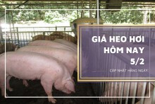 Giá heo hơi hôm nay 5/2: Ghi nhận tăng trong tuần tới?