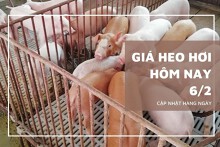 Giá heo hơi hôm nay 6/2: Đứng yên, mức giá cao nhất 54.000 đồng/kg