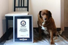 Guinness ghi nhận kỷ lục chú chó già nhất thế giới