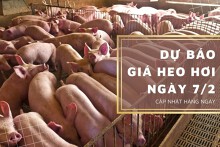 Dự báo giá heo hơi ngày 7/2: Thị trường sẽ có biến động nhẹ?